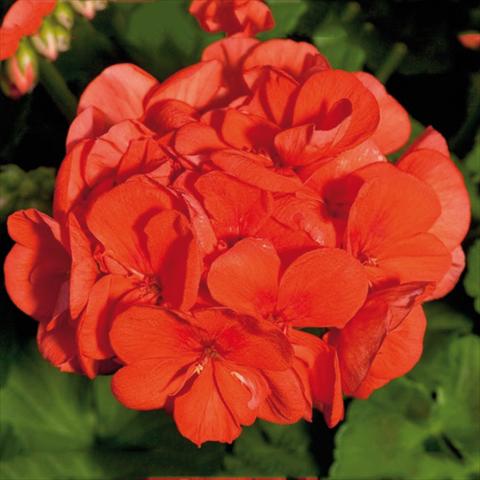 Photo de variété de fleurs à utiliser comme: Pot Pelargonium zonale Sunrise® XL Mandarin