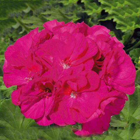 Photo de variété de fleurs à utiliser comme: Pot Pelargonium zonale Sunrise® XL Evita