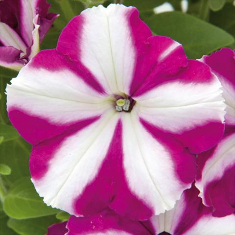 Photo de variété de fleurs à utiliser comme: Plante à massif, pot ou Suspension Petunia hybrida Bonnie Carmine Star
