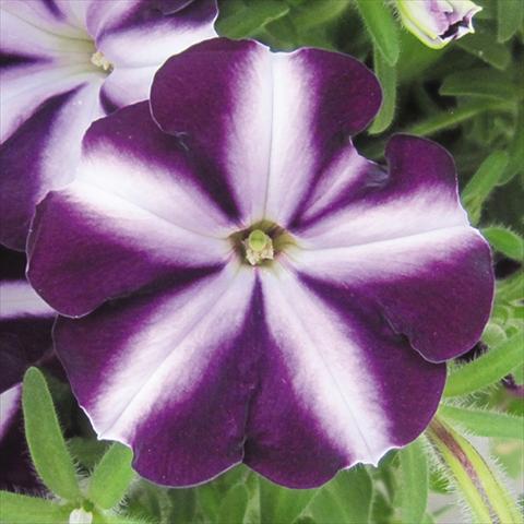 Photo de variété de fleurs à utiliser comme: Plante à massif, pot ou Suspension Petunia hybrida Bonnie Purple Star