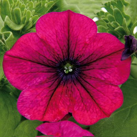 Photo de variété de fleurs à utiliser comme: Plante à massif, pot ou Suspension Petunia hybrida Bonnie Magenta