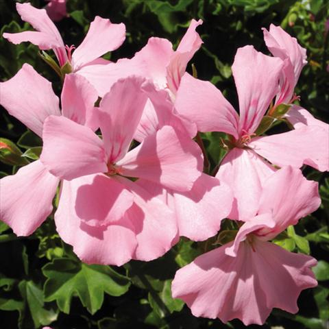 Photo de variété de fleurs à utiliser comme: Pot Pelargonium interspec. Marcada Pink