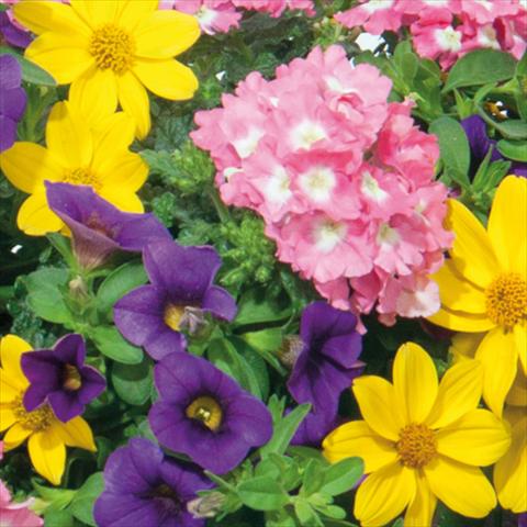 Photo de variété de fleurs à utiliser comme: Suspension / pot 3 Combo Trixi® interspecifico Medley