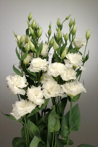 Photo de variété de fleurs à utiliser comme: Fleur coupée Lisianthus F.1 Magic White