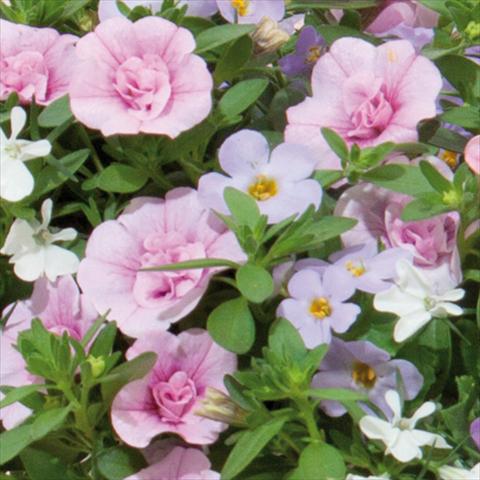 Photo de variété de fleurs à utiliser comme: Suspension / pot 3 Combo Trixi® interspecifico Romance