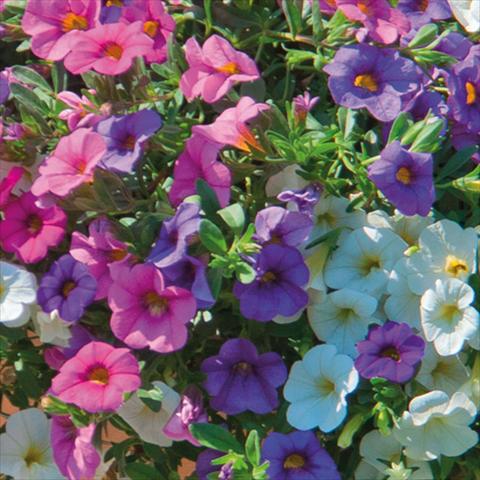 Photo de variété de fleurs à utiliser comme: Suspension / pot 3 Combo Trixi® interspecifico MiniFamous®SPA