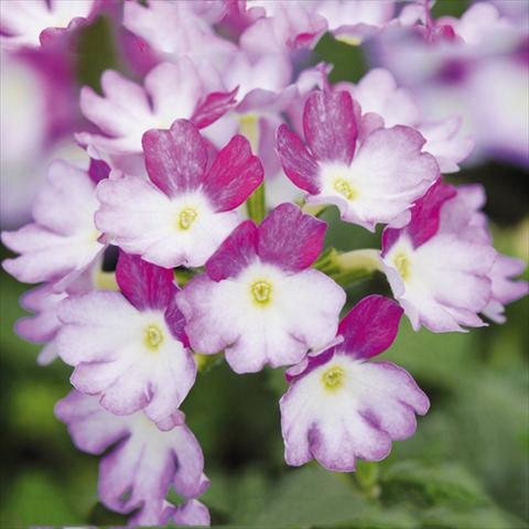 Photo de variété de fleurs à utiliser comme: Pot Verbena Bebop®Lavender