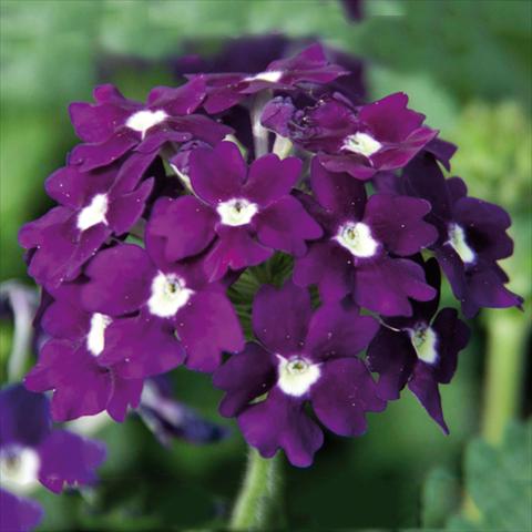 Photo de variété de fleurs à utiliser comme: Pot Verbena Blues® Velvet