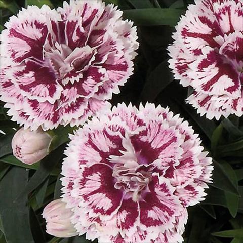 Photo de variété de fleurs à utiliser comme: Pot Dianthus caryophyllus Super Trouper® Sissy