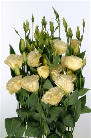 Photo de variété de fleurs à utiliser comme: Fleur coupée Lisianthus F.1 Magic Yellow