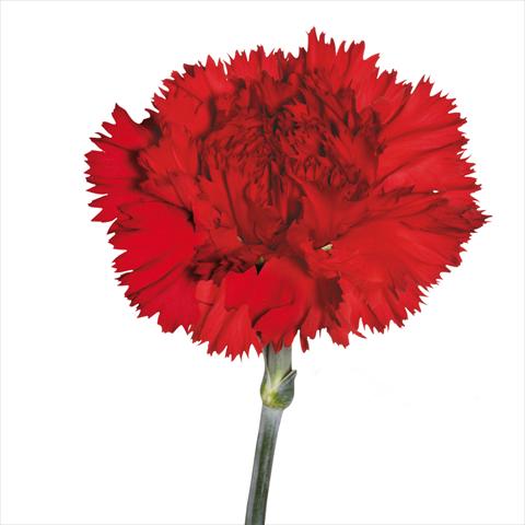 Photo de variété de fleurs à utiliser comme: Fleur coupée Dianthus caryophyllus Garofani standard Casanova
