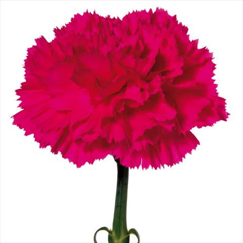 Photo de variété de fleurs à utiliser comme: Fleur coupée Dianthus caryophyllus Garofani standard Bizet