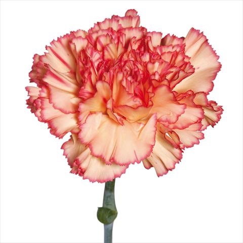 Photo de variété de fleurs à utiliser comme: Fleur coupée Dianthus caryophyllus Garofani standard Botticeli