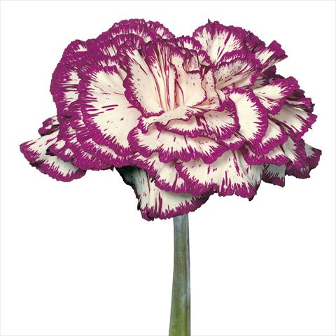 Photo de variété de fleurs à utiliser comme: Fleur coupée Dianthus caryophyllus Garofani standard Tico Tico