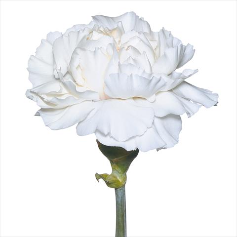Photo de variété de fleurs à utiliser comme: Fleur coupée Dianthus caryophyllus Garofani standard Tico Tico Bianco
