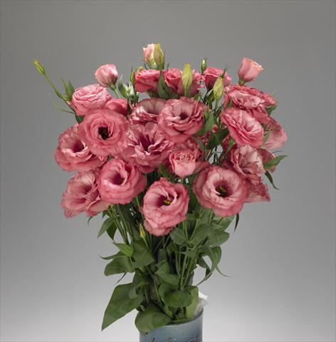 Photo de variété de fleurs à utiliser comme: Fleur coupée Lisianthus F.1 Super Magic Cherry Sorbet