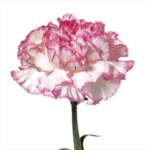 Photo de variété de fleurs à utiliser comme: Fleur coupée Dianthus caryophyllus Garofani standard Tico Tico Rosa