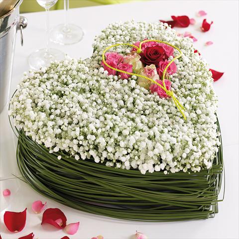 Photo de variété de fleurs à utiliser comme: Fleur coupée Gypsophila Gypsophila Blossom Pearls®