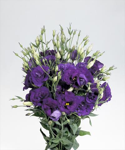 Photo de variété de fleurs à utiliser comme: Fleur coupée Lisianthus F.1 Super Magic Deep Blue