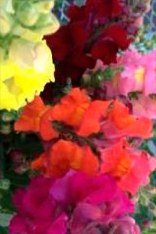 Photo de variété de fleurs à utiliser comme: Pot et Plante à massif Antirrhinum majus Snaptastic Mix
