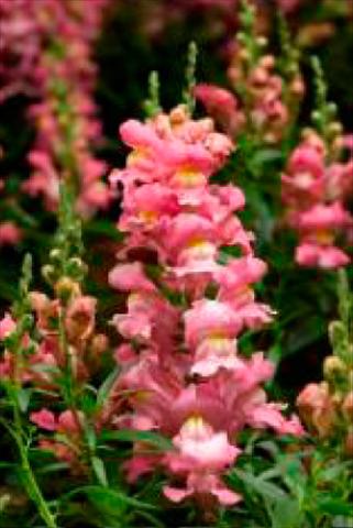 Photo de variété de fleurs à utiliser comme: Pot et Plante à massif Antirrhinum majus Snaptastic Pink