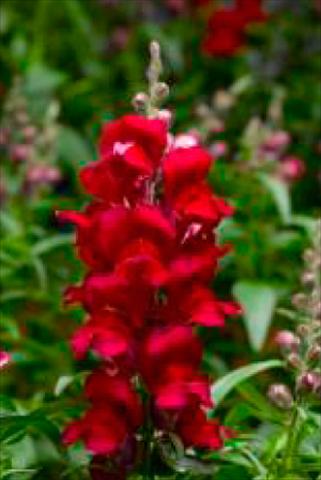 Photo de variété de fleurs à utiliser comme: Pot et Plante à massif Antirrhinum majus Snaptastic Red