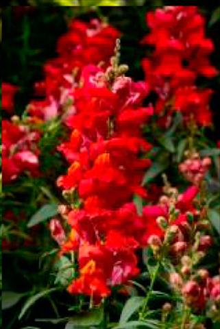 Photo de variété de fleurs à utiliser comme: Pot et Plante à massif Antirrhinum majus Snaptastic Scarlet Orange
