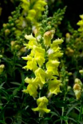 photo of flower to be used as: Pot and bedding Antirrhinum majus Snaptastic Yellow