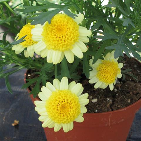 Photo de variété de fleurs à utiliser comme: Pot Argyranthemum Sassy Double Yellow
