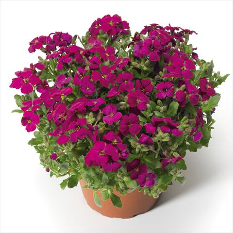 Photo de variété de fleurs à utiliser comme: Pot Aubrieta hybrida Audrey Red