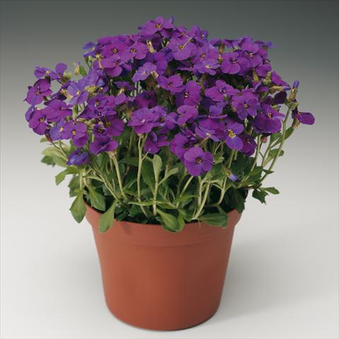 Photo de variété de fleurs à utiliser comme: Pot Aubrieta hybrida Axcent Deep Purple imp