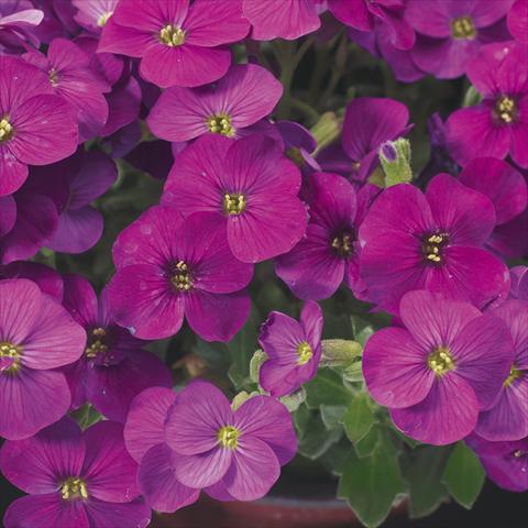 Photo de variété de fleurs à utiliser comme: Pot Aubrieta hybrida Axcent Lilac imp