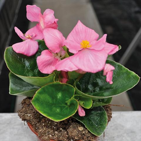 Photo de variété de fleurs à utiliser comme: Pot et Plante à massif Begonia semperflorens Topspin Pink