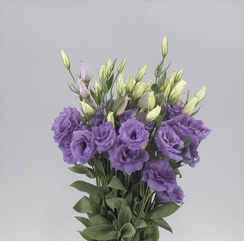 Photo de variété de fleurs à utiliser comme: Fleur coupée Lisianthus F.1 Super Magic Lavender Blue