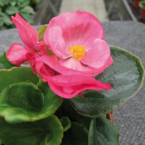 Photo de variété de fleurs à utiliser comme: Pot et Plante à massif Begonia semperflorens Topspin Rose