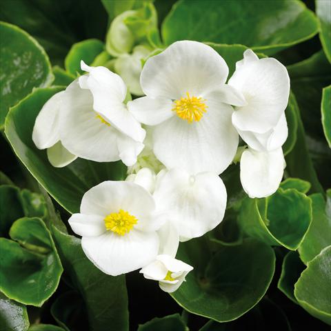 Photo de variété de fleurs à utiliser comme: Pot et Plante à massif Begonia semperflorens Topspin White