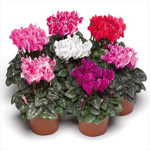 Photo de variété de fleurs à utiliser comme: Pot Cyclamen persicum Midori Syncro Mix