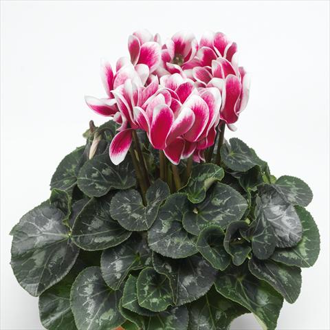 Photo de variété de fleurs à utiliser comme: Pot Cyclamen persicum Snowridge Maxi Wine