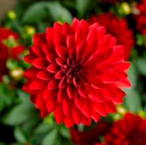 Photo de variété de fleurs à utiliser comme: Pot Dahlia x hybrida Grandalia Dark red