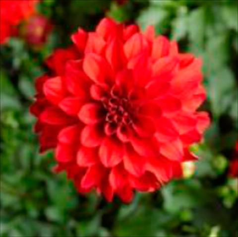 Photo de variété de fleurs à utiliser comme: Pot Dahlia x hybrida Grandalia Red