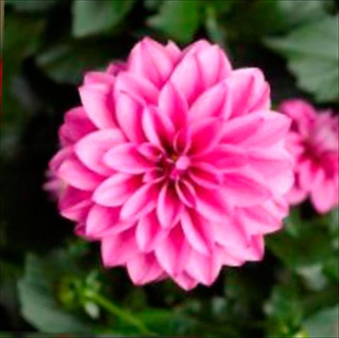 Photo de variété de fleurs à utiliser comme: Pot Dahlia x hybrida Grandalia Rose