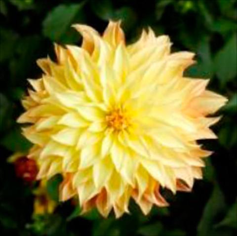 Photo de variété de fleurs à utiliser comme: Pot Dahlia x hybrida Grandalia Sunny flame