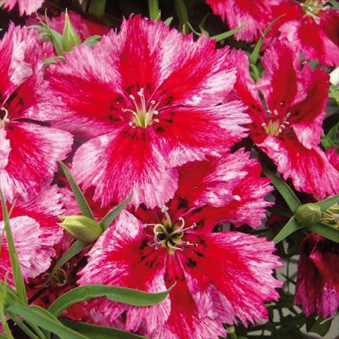 Photo de variété de fleurs à utiliser comme: Pot Dianthus chinensis Super Parfait Crimson Star