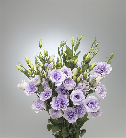 Photo de variété de fleurs à utiliser comme: Fleur coupée Lisianthus (Eustoma grandiflorum) Super Magic Lavender