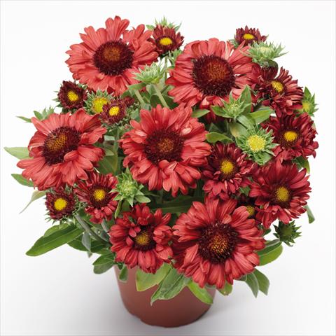 Photo de variété de fleurs à utiliser comme: Pot Gaillardia aristata Sunrita Burgundy Imp