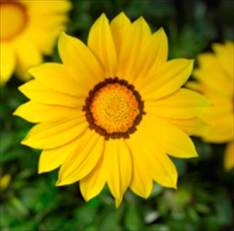 Photo de variété de fleurs à utiliser comme: Pot et Plante à massif Gazania rigens Kiss Yellow Imp