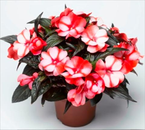 Photo de variété de fleurs à utiliser comme: Pot et Plante à massif Impatiens N. Guinea Sonic Sweet Red