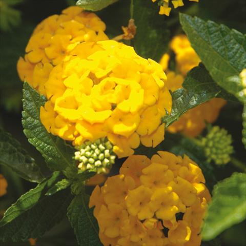 Photo de variété de fleurs à utiliser comme: Pot et Plante à massif Lantana camara Bandana Landscape Gold