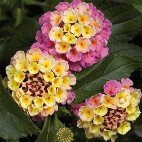 Photo de variété de fleurs à utiliser comme: Pot et Plante à massif Lantana camara Bandana Landscape Pink