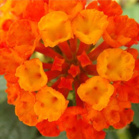 Photo de variété de fleurs à utiliser comme: Pot et Plante à massif Lantana camara Bandana Landscape Red